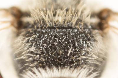  Lasioglossum leucozonium (Schrank, 1781)