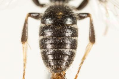  Lasioglossum leucozonium (Schrank, 1781)