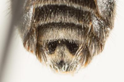  Lasioglossum leucozonium (Schrank, 1781)