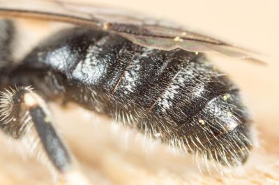  Lasioglossum leucozonium (Schrank, 1781)