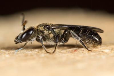  Lasioglossum morio (Fabricius, 1793)