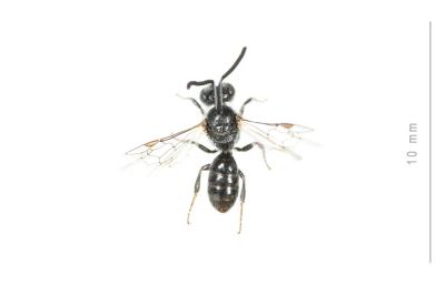  Lasioglossum transitorium planulum (Pérez, 1903)