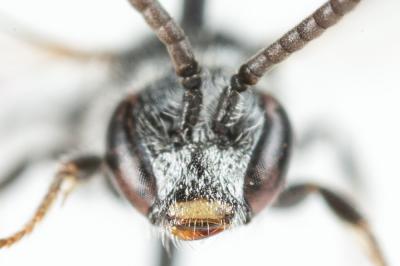  Lasioglossum transitorium planulum (Pérez, 1903)
