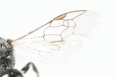  Lasioglossum transitorium planulum (Pérez, 1903)