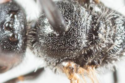  Lasioglossum transitorium planulum (Pérez, 1903)