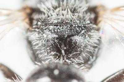  Lasioglossum transitorium planulum (Pérez, 1903)