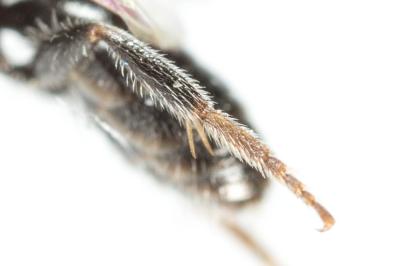  Lasioglossum transitorium planulum (Pérez, 1903)