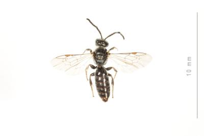  Lasioglossum angusticeps (Perkins, 1895)