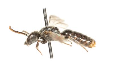  Lasioglossum angusticeps (Perkins, 1895)