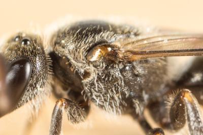  Lasioglossum angusticeps (Perkins, 1895)