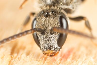  Lasioglossum angusticeps (Perkins, 1895)