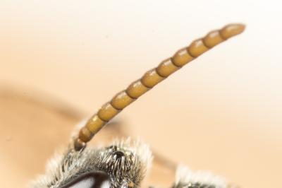  Lasioglossum angusticeps (Perkins, 1895)