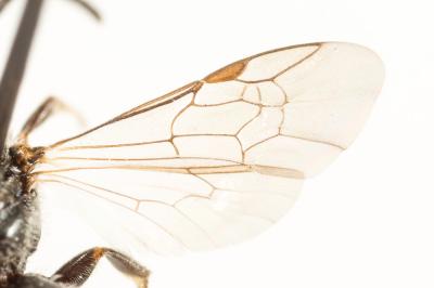  Lasioglossum angusticeps (Perkins, 1895)