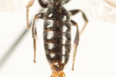  Lasioglossum angusticeps (Perkins, 1895)