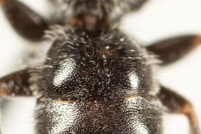  Lasioglossum angusticeps (Perkins, 1895)