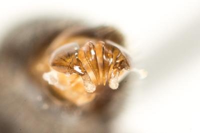  Lasioglossum angusticeps (Perkins, 1895)