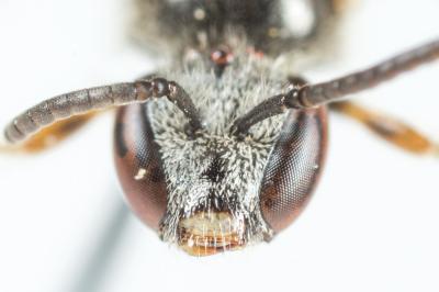  Lasioglossum limbellum (Morawitz, 1876)