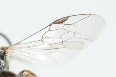  Lasioglossum limbellum (Morawitz, 1876)