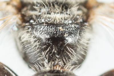  Lasioglossum limbellum (Morawitz, 1876)