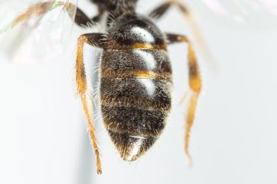  Lasioglossum limbellum (Morawitz, 1876)