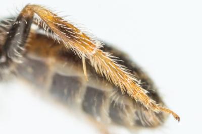  Lasioglossum limbellum (Morawitz, 1876)