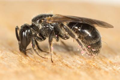  Lasioglossum corvinum (Morawitz, 1877)