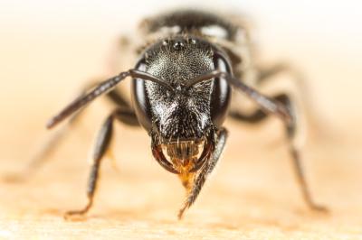  Lasioglossum corvinum (Morawitz, 1877)