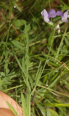 Gesse de Bauhin, Gesse filiforme Lathyrus filiformis (Lam.) J.Gay, 1857
