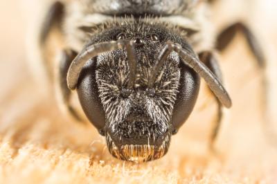  Lasioglossum Curtis, 1833