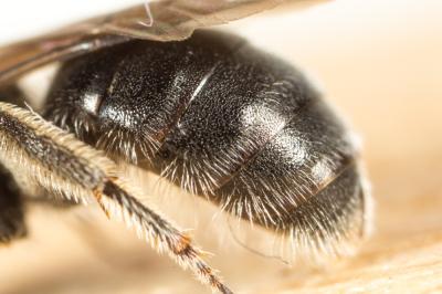  Lasioglossum Curtis, 1833