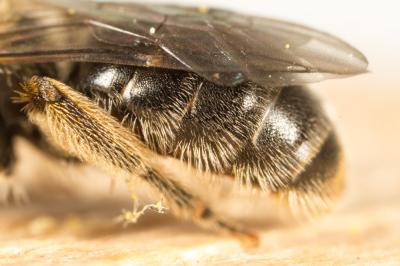  Lasioglossum Curtis, 1833