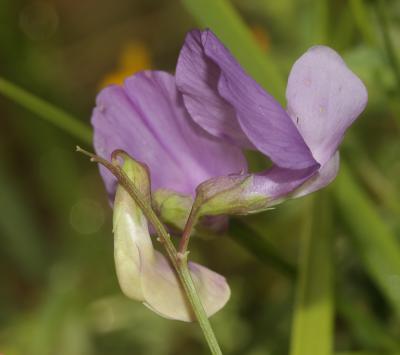 Gesse de Bauhin, Gesse filiforme Lathyrus filiformis (Lam.) J.Gay, 1857