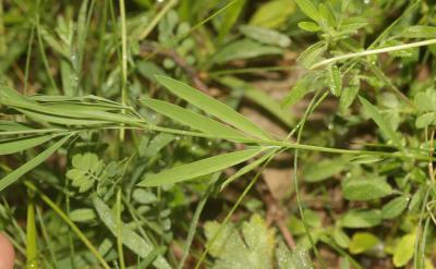 Gesse de Bauhin, Gesse filiforme Lathyrus filiformis (Lam.) J.Gay, 1857