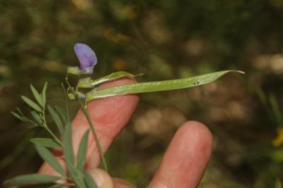Gesse de Bauhin, Gesse filiforme Lathyrus filiformis (Lam.) J.Gay, 1857