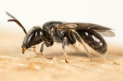  Lasioglossum corvinum (Morawitz, 1877)