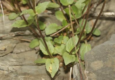 Valériane des montagnes Valeriana montana L., 1753