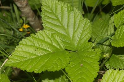 Ronce des rochers Rubus saxatilis L., 1753