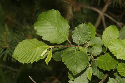 Aulne blanchâtre, Aulne de montagne Alnus incana (L.) Moench, 1794