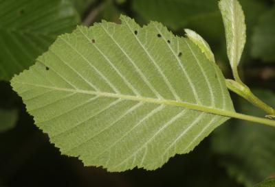Aulne blanchâtre, Aulne de montagne Alnus incana (L.) Moench, 1794