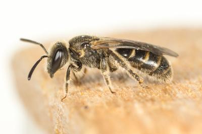  Lasioglossum pallens (Brullé, 1832)