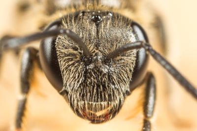  Lasioglossum pallens (Brullé, 1832)