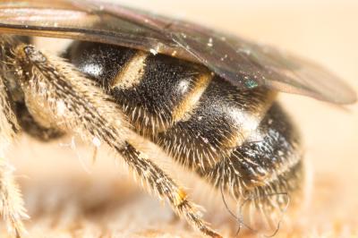  Lasioglossum pallens (Brullé, 1832)