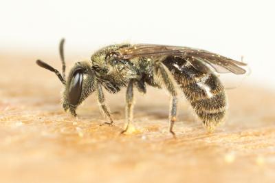 Lasioglossum morio (Fabricius, 1793)
