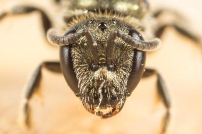  Lasioglossum morio (Fabricius, 1793)