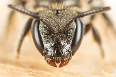  Lasioglossum punctatissimum (Schenck, 1853)