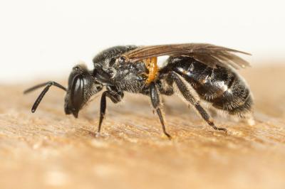  Lasioglossum punctatissimum (Schenck, 1853)