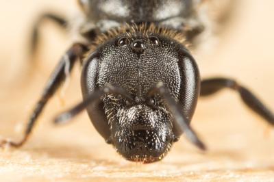  Lasioglossum punctatissimum (Schenck, 1853)