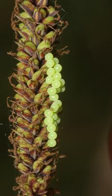 Punaise verte Palomena prasina (Linnaeus, 1760)