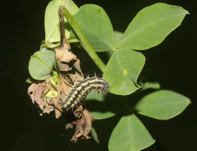Zygènule des Genêts (La) Heterogynis penella (Hübner, 1819)