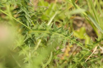 Chardon à feuilles de Carline Carduus defloratus subsp. carlinifolius (Lam.) Ces., 1844